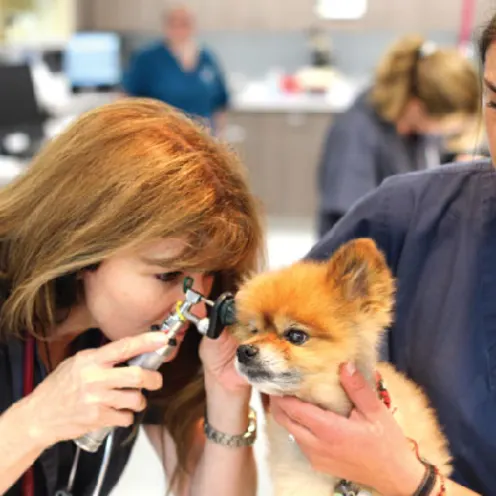 Veterinarian checking dogs ear